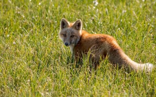 Картинка трава, поляна, лиса, лисёнок