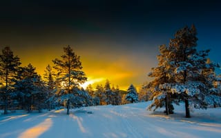 Картинка зима, снег, Naglestadheia, природа, пейзаж, деревья, утро, дорожка, ели, тени, Норвегия