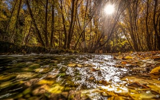 Картинка осень, лес, солнце, листья, ветки, вода, свет, блики