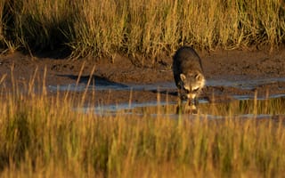 Картинка трава, свет, водопой, лужа, природа, енот
