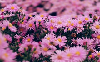 Картинка цветы, розовые, боке, много, кусты, астры