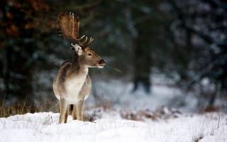 Обои природа, олень, зима, рога