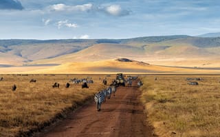 Картинка дорога, поле, горы, машина, зебра, природа, пейзаж, пастбище