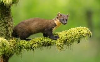 Картинка взгляд, ветки, зеленый, куница, мох