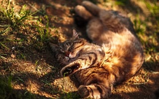 Картинка кошка, котэ, котейка, расслабон, кот, Алексей Латыш, релакс