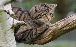 Картинка кошка, кот, ветки, полосатый, лесной, дикая, поза, серый