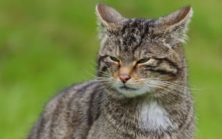 Картинка кошка, кот, недовольный, морда, дикая, лесной, полосатый, серый