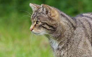 Картинка кошка, кот, полосатый, морда, дикая, серый, лесной, профиль