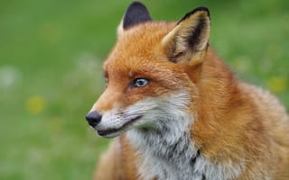 Картинка взгляд, портрет, лиса