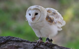 Картинка белый, сипуха, птица, сова, бревно