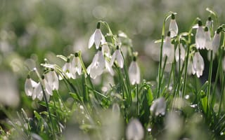 Картинка свет, цветы, белые, весна, подснежники, размытие, поляна, боке