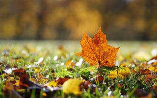 Картинка осень, трава, природа, листок, листья, поляна, листва, свет