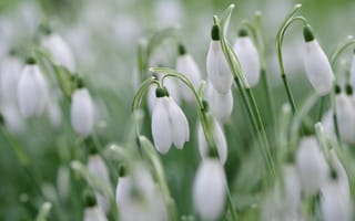 Картинка цветы, поляна, весна, подснежники, размытие, белые, бутоны, много
