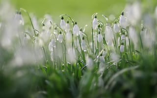 Картинка свет, цветы, поляна, весна, много, белые, подснежники, размытие