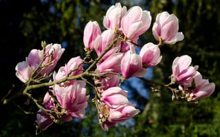 Картинка цветы, ветки, бутоны, розовые, цветение, магнолия, боке, весна