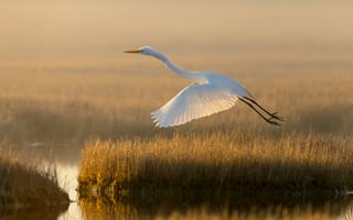 Картинка белый, трава, полет, свет, утро, берег, водоем, птица