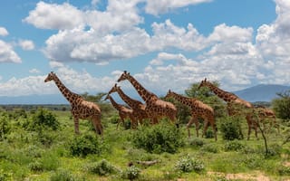Картинка небо, облака, стадо, деревья, жираф, саванна, голубой