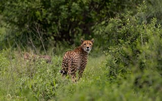 Картинка взгляд, морда, гепард, природа, кусты, заросли, ветки, листва