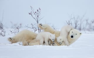 Картинка зима, снег, ветки, поза, медведица, медвежонок, белые медведи, природа