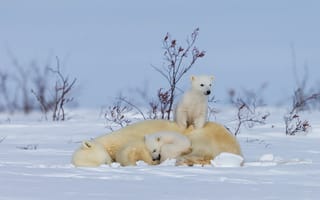 Картинка зима, снег, природа, малыш, медвежонок, мама, медведица, белые медведи