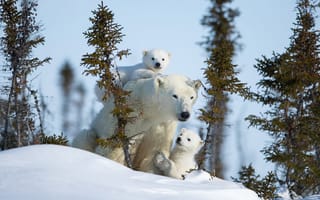 Картинка зима, снег, медвежонок, сугробы, белые медведи, природа, деревья, медведица