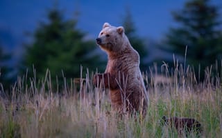 Картинка трава, медведи, стойка, медвежонок, медведица