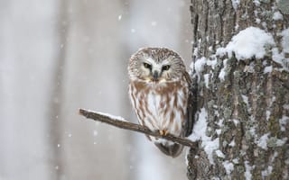 Картинка зима, взгляд, птица, деревья, сова, снегопад, ветки, снег
