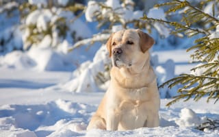 Картинка Лабрадор-ретривер, собака, зима, снег