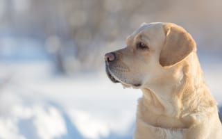 Картинка Лабрадор-ретривер, профиль, собака, пёс, портрет, морда