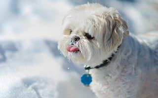 Картинка Ши-тцу, собака, язык, снег