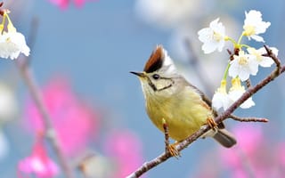 Картинка цветы, ветки, весна, цветение, голубой, птица, птичка, белые