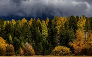 Картинка осень, лес, небо, ели, облака, тучи, кустарник, лиственница