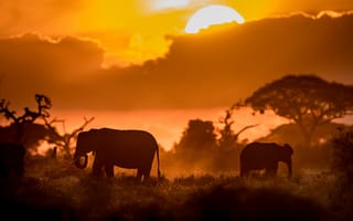 Картинка закат, слоны, Кения