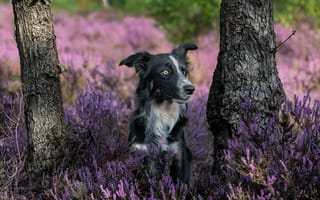 Картинка цветы, поляна, собака, вереск