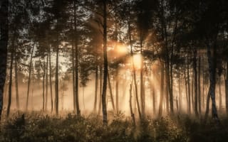 Картинка лес, солнце, деревья, лучи, туман