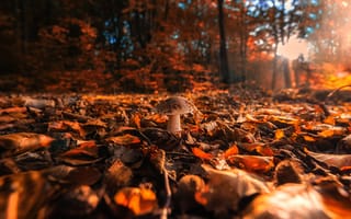 Картинка грибы, свет, листва, листья, мухомор, боке, грибок, поляна