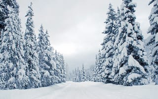 Картинка зима, дорога, зимний, снег, елка, сугробы, лес, ели