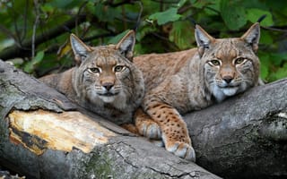 Картинка взгляд, листья, портрет, пара, бревно, две, деревья, лежит