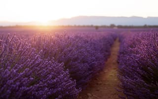 Картинка поле, лето, цветы, пейзаж, закат, лаванда, природа