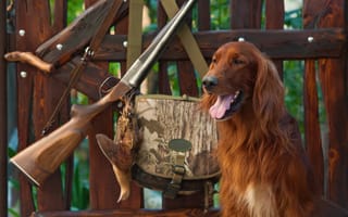 Картинка собака, забор, beautiful, амуниция, , утро, снаряжение, подготовка, rifle, винтовка, сеттер, ирландский, лавочка, красивый фон, ружье, камуфляж, сумка, природа, охота, боке
