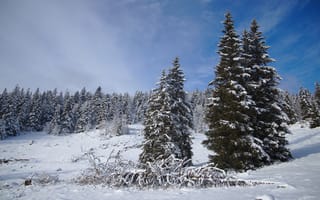 Картинка зима, лес, ели, синева, небо, сугробы, снег, облака