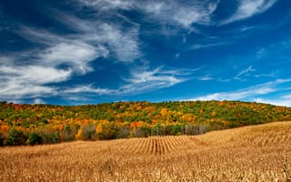 Картинка поле, осень, New York State, Штат Нью-Йорк, небо, лес, Регион Фингер-Лейкс, Finger Lakes Region