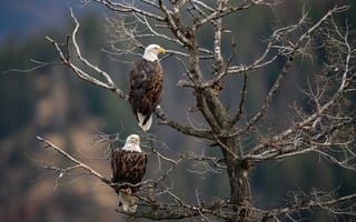 Картинка деревья, ветки, птица, пара, белоголовый орлан, две, орел, белоголовые орланы