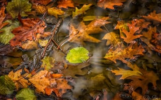 Картинка осень, вода, листья