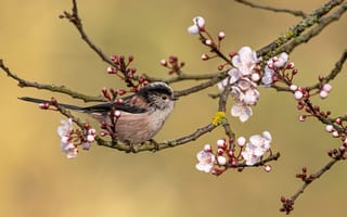 Картинка цветы, ветки, весна, птица, вишня, птичка, сакура