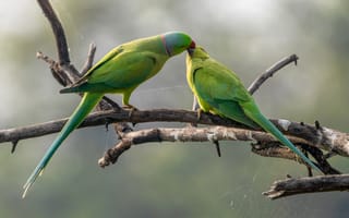 Картинка ветки, зеленый, паутина, птица, поцелуй, две, попугай