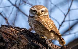 Картинка взгляд, свет, сычик, сыч, портрет, птица, пень, сова