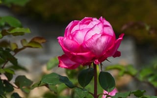 Картинка листья, цветы, розовые, розы, бутоны, сад