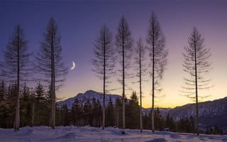 Обои зима, луна, небо, утро, стволы, снег, лес, вечер, деревья, горы, месяц, свет, ветки, рассвет, ночь, Австрия