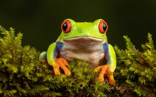 Картинка зелень, взгляд, темный, лягушка, зеленый, макро, мох, портрет